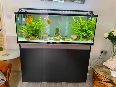 fancy goldfish tank   great raquariums