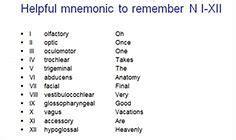 cranial nerves mnemonics dirty cranial nerves mnemonic easy