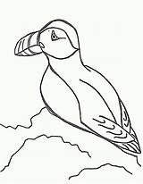 Puffin Coloring Pages Drawing Color Cliparts Kids Puffins Kangaroo Print Clipart Popular Sheet Animals Getdrawings Printable sketch template