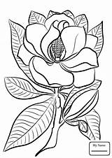 Magnolia Coloring Pelican Pages Brown Drawing Template Printable Getdrawings Flower State Categories sketch template