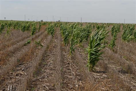 Control Of Glyphosate Resistant Volunteer Corn In