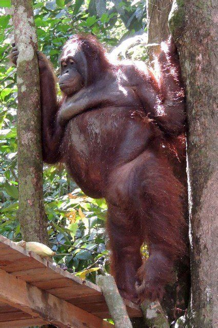orangutan was shaved made to wear jewellery and used as a prostitute metro news