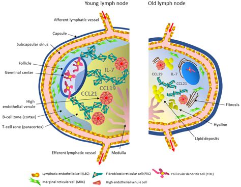 cells  full text aging related cellular structural