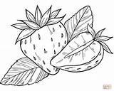 Coloring Strawberries sketch template