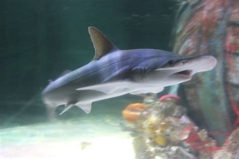 case study sharks  aquariums sea lies