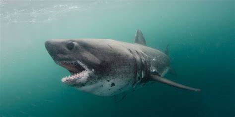 world record salmon shark kenneth higginbotham pictures summary