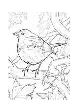 Thrush Coloring Hermit Bird Wood sketch template