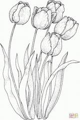 Tulip Tulips Source sketch template