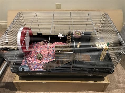 square  cage   set    daughters  hamster