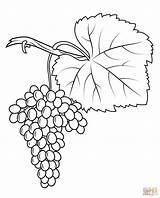 Grapes Coloring Anggur Weintrauben Colorare Grape Mewarnai Ausmalbild Vitigno Fiano Daun Vines Kleurplaat Disegni Uva Trauben Ausdrucken Kostenlos sketch template