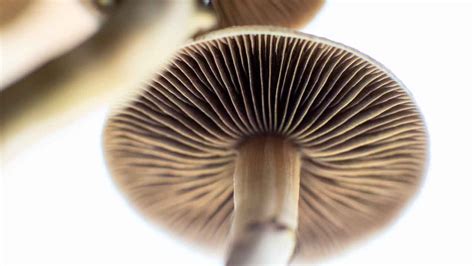 Will Magic Mushrooms Other Psychedelics Become Legal In California