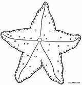 Seestern Ausmalbilder Estrela Starfish sketch template