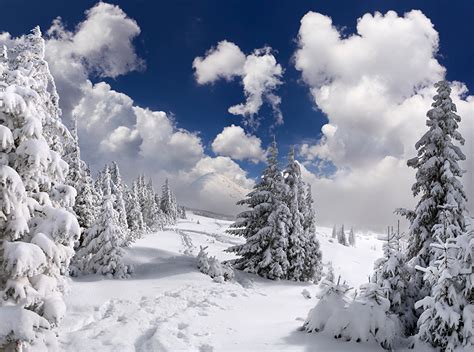 fotos natur winter fichten schnee wolke baeume