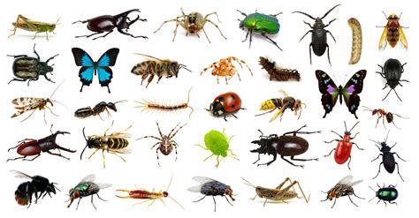 insetos tudo   voce precisa saber