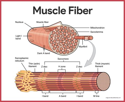 muscular system anatomy  physiology nurseslabs