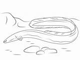 Eel Aal Serpent Anguille Colorier Ausmalbild Eels sketch template