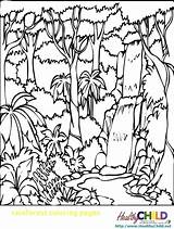 Rainforest Coloring Pages Forest Tropical Printable Trees Print Colouring Getcolorings Deciduous Amazon Rain Color Colorings Getdrawings sketch template
