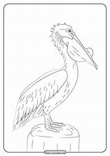 Pelican Printable Coloring Animals Pdf Whatsapp Tweet Email sketch template