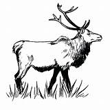 Elk Coloring Pages Bull Moon Snows Long Getcolorings Awesome Printable Born Native American Were Color Totem sketch template