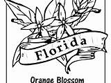 Florida State Coloring Pages Getcolorings Getdrawings Seal sketch template