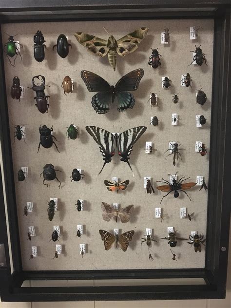 insect collection  box    coleoptera lepidoptera  hymenoptera specimens