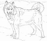 Husky Coloring Pages Siberian Kids sketch template