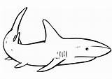 Haai Kleurplaat Squalo Disegno Sharks Malvorlage Requin Schoolplaten Kleurplaten Grote Afb Zum Blacktip Bestcoloringpagesforkids Clipartmag Stampare Tracing Marine Printen Téléchargez sketch template