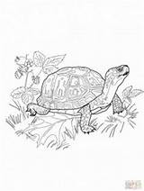 Box Turtle Coloring Turtles Pages Land Printable Ninja Animal Eastern Nature Choose Board Roxanne Wells sketch template