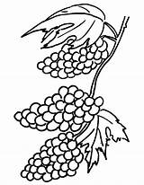 Grapes Coloring Pages Printable Raisins Clusters Color Getcolorings Kids sketch template