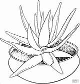 Aloe Coloring Pages Plants Printable Vera Houseplant Bamboo Potted Marlothii Plant Drawing Flower Color Colouring Aloes Template Supercoloring Coloringbay Popular sketch template
