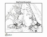 Ecosystem Kelp sketch template