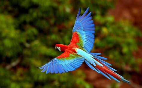 flying macaw flying parrot wallpapers pictures  images skywalker gallery pinterest