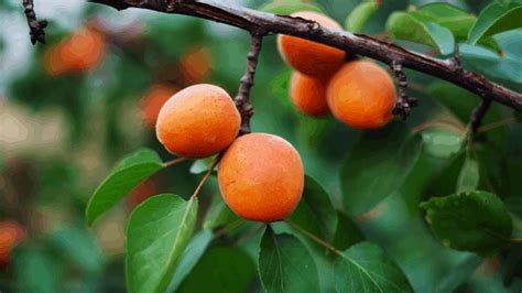 apricot tree care  grow tips stunning benefits gardening tips