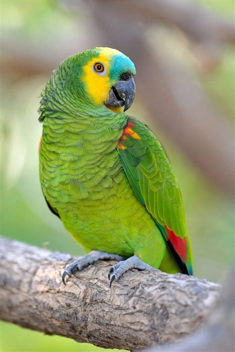 interesting creatures turquoise fronted amazon amazona aestiva