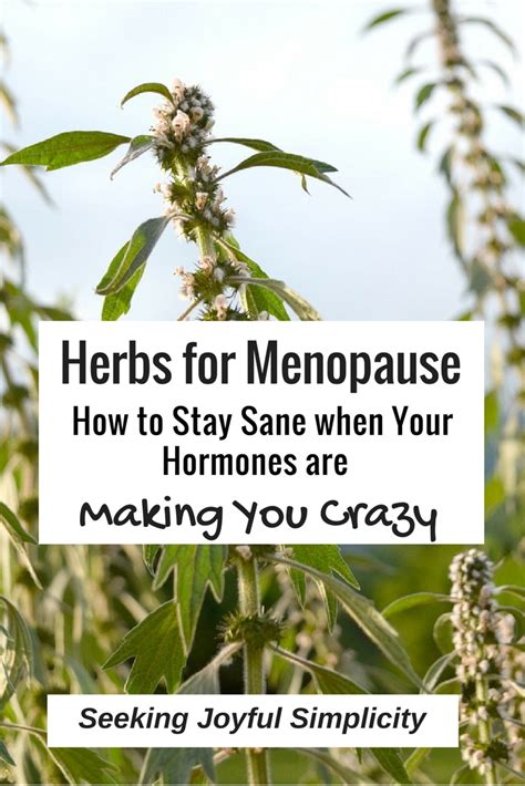 10 Herbs For Menopause How To Stay Sane When Your