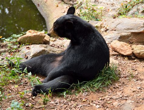 black bear sitting  stock photo public domain pictures