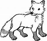 Fox Coloring Pages Red Getcoloringpages Printable sketch template