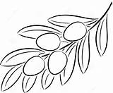 Olive Branch Coloring Vector Pages Illustration الزيتون Leaves Uploaded User Stock Single sketch template