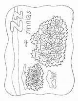 Coloring Zinnias Nature sketch template