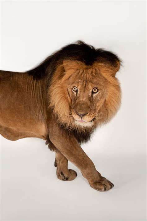 top  lion animal  hindi lestwinsonlinecom