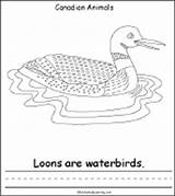 Animals Canadian Loon Enchantedlearning Template Printable Coloring sketch template