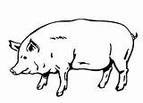 Pig Coloring Fat Big sketch template