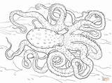 Octopus Coloring Pages Animal Atlantic Spotted Adults Adult Ringed Blue Colouring Printable Hard Realistic Detailed Sea Supercoloring Drawings Drawing Animals sketch template