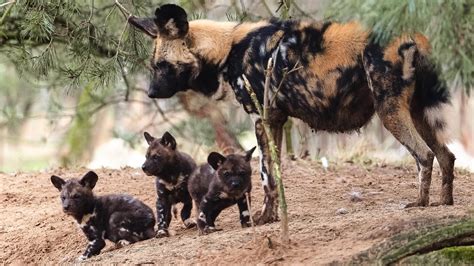 puppynieuws beekse bergen verwelkomt drie afrikaanse wilde honden rtl nieuws