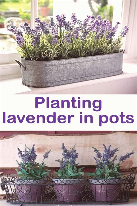 planting lavender  pots due   healing properties lavender