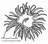 Sea Coloring Anemone Pages Anemones Animal sketch template