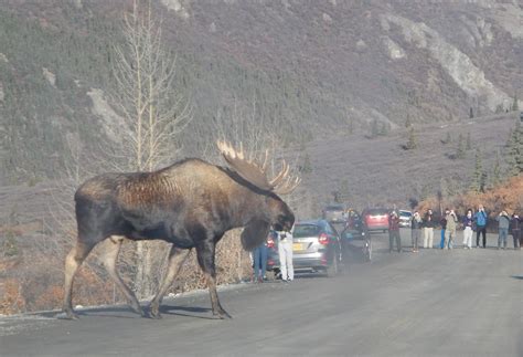 realised  huge moose    im freaking