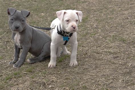 tiny american pit bull terrier kennels picture  bleumoonproductions
