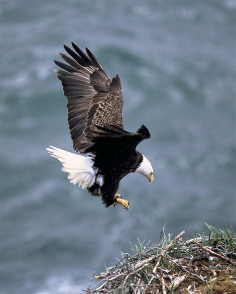 public domain picture  bald eagle  flight id