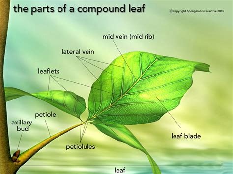 leaf structure labeled  science images  diagrams pinterest